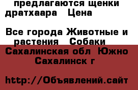 предлагаются щенки дратхаара › Цена ­ 20 000 - Все города Животные и растения » Собаки   . Сахалинская обл.,Южно-Сахалинск г.